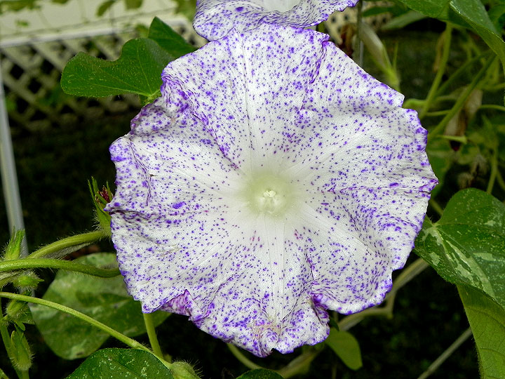 DSCN8647