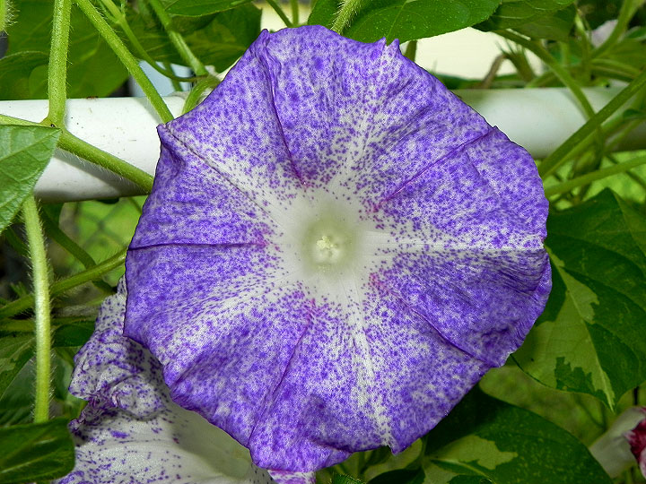 DSCN8650