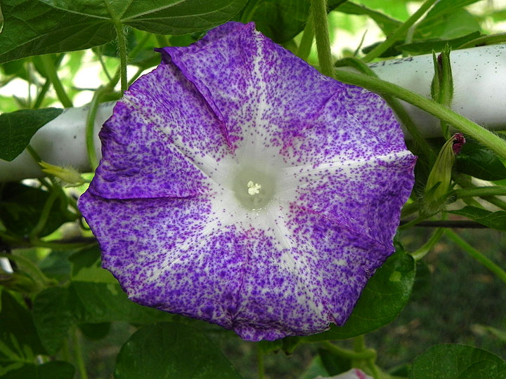 DSCN8961