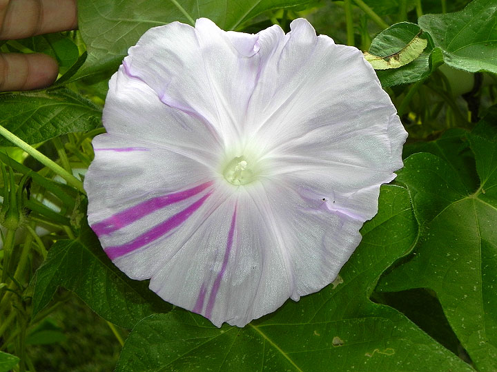 DSCN9342
