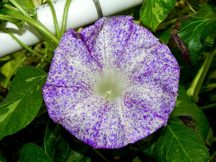 DSCN9959