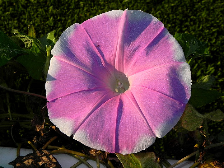 1-dscn3805