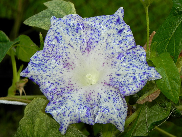 2-dscn4038