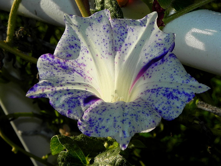 2-dscn4275_01