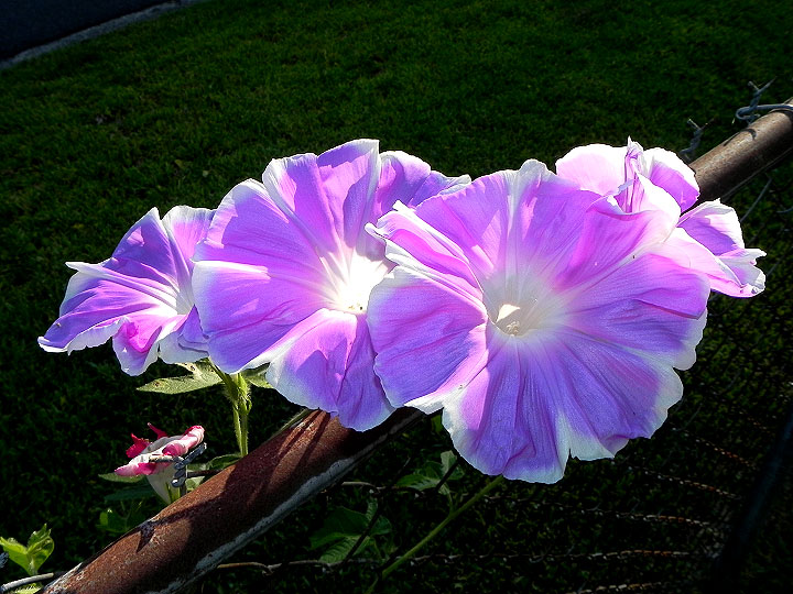 2-dscn7782