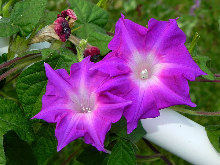 3-dscn0974
