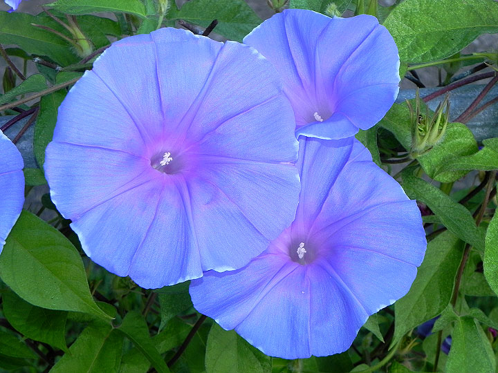 3-dscn1049
