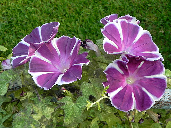 3-dscn2117