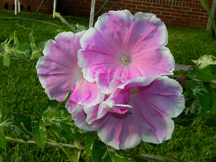 3-dscn8044