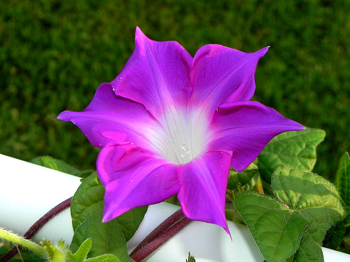 4-dscn0559