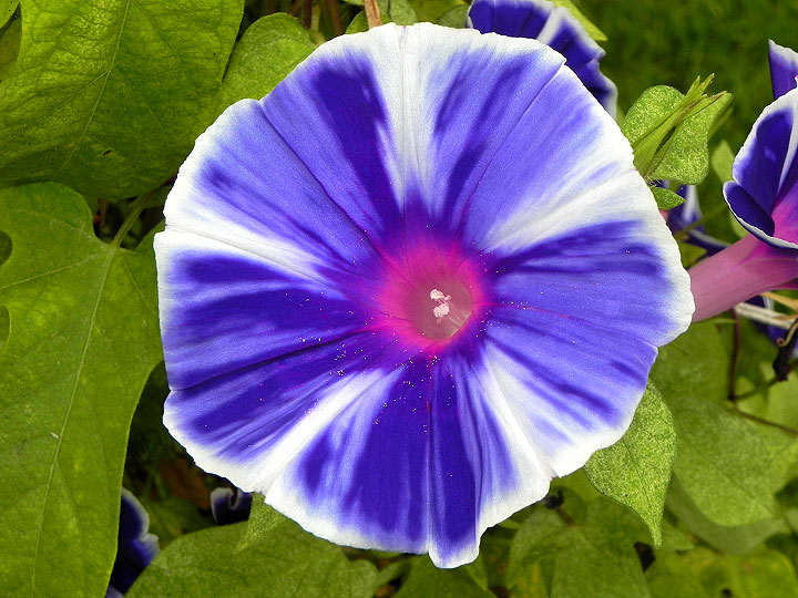 4-dscn2775