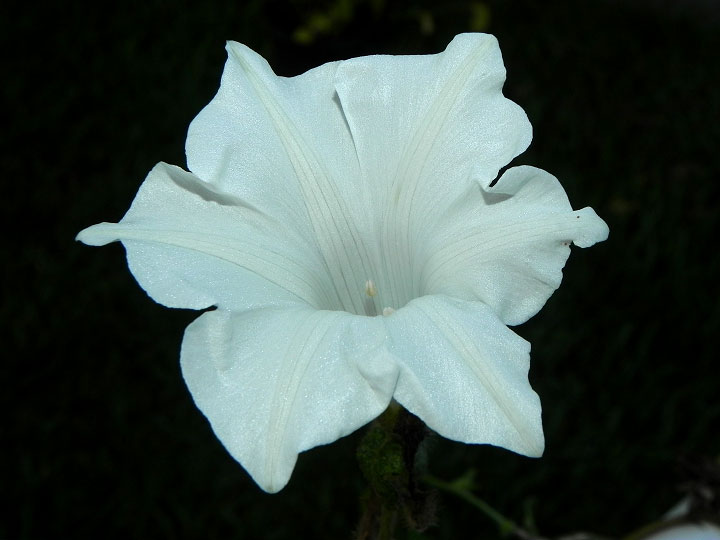 4-dscn3196