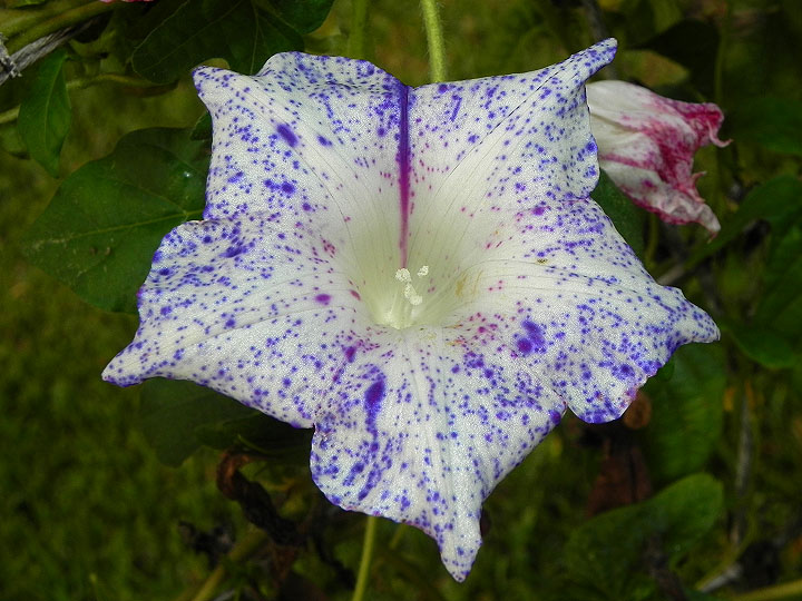 4-dscn4870