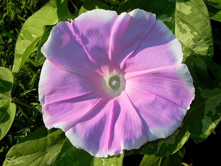 4-dscn7158