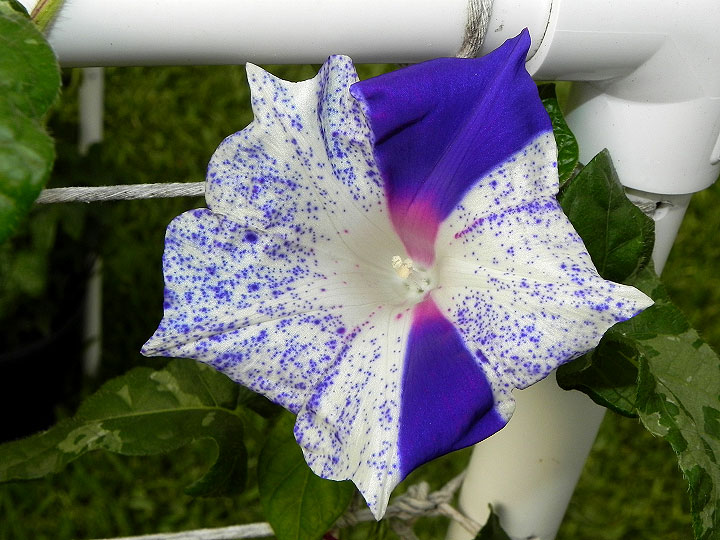 4-dscn7870