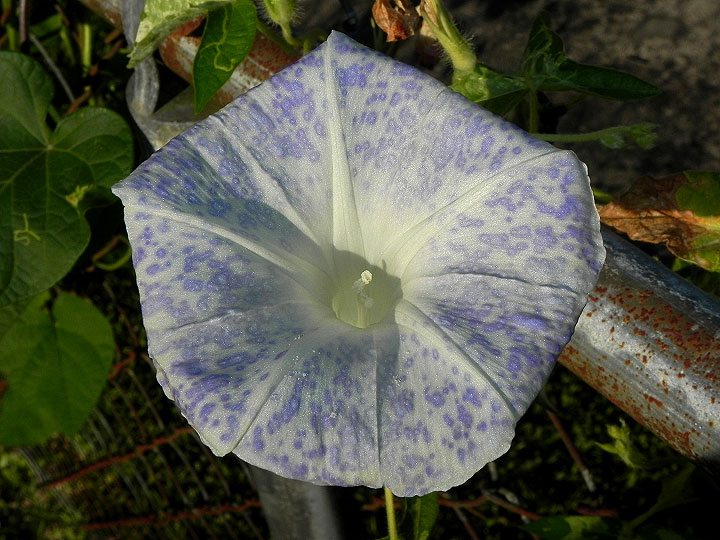 4-dscn8951
