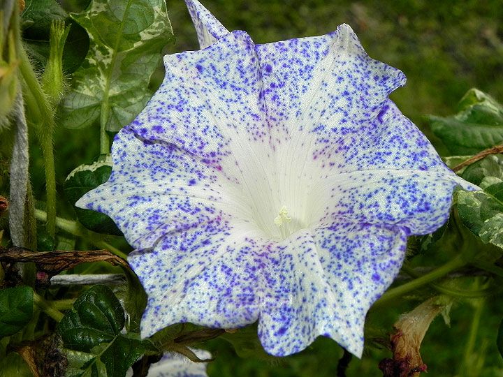 5-dscn0195