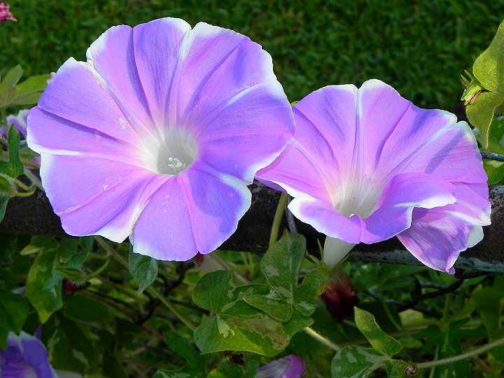 5-dscn1377