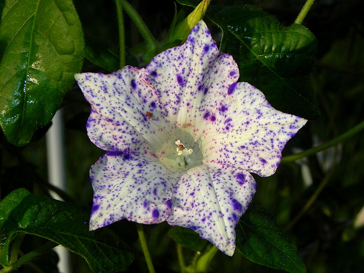 5-dscn4504