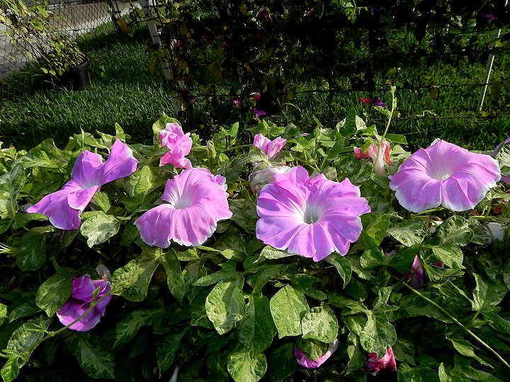 6-dscn2414