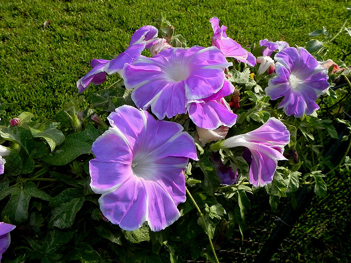 6-dscn2454