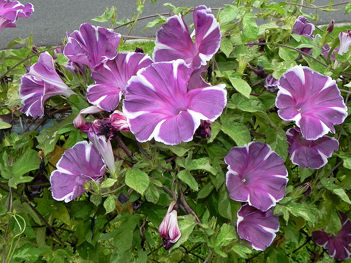 6-dscn2693