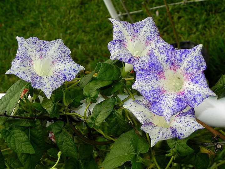 6-dscn4425