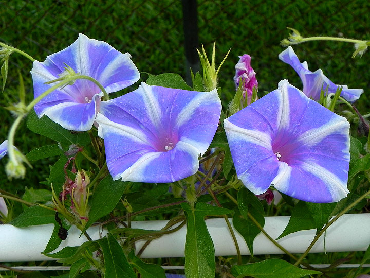 dscn0011