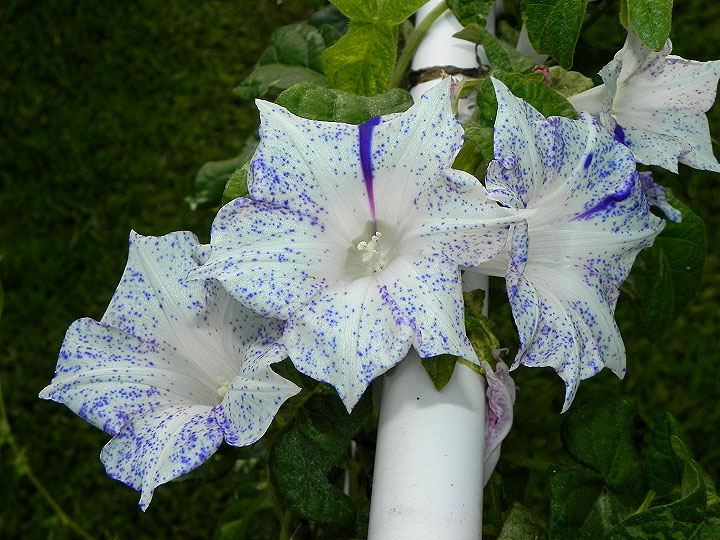 dscn0362