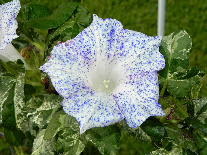 dscn0364