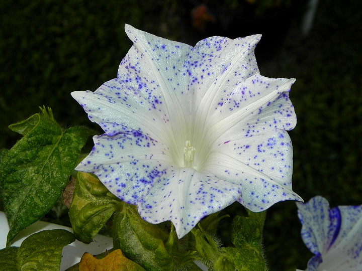 dscn0572