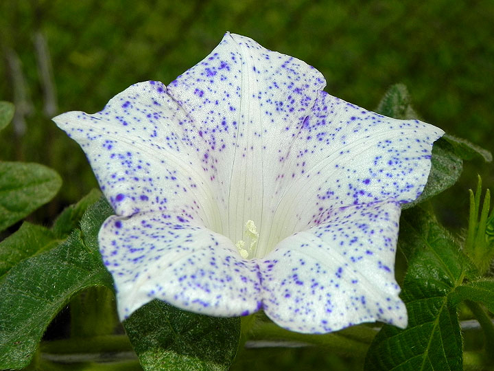 dscn0687