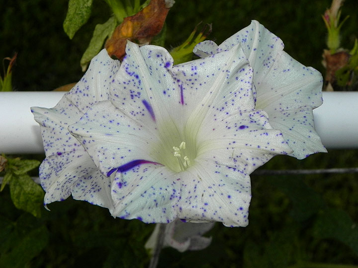 dscn0688