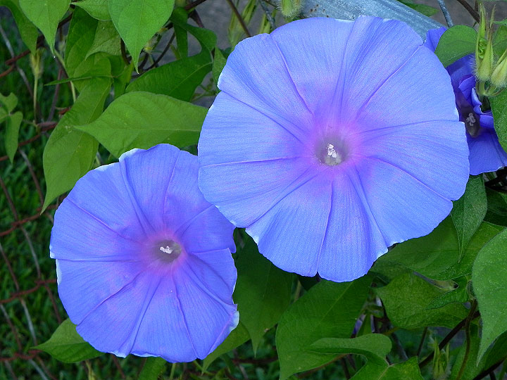 dscn0747
