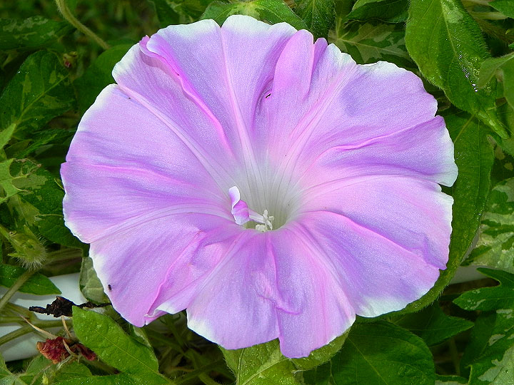 dscn0750
