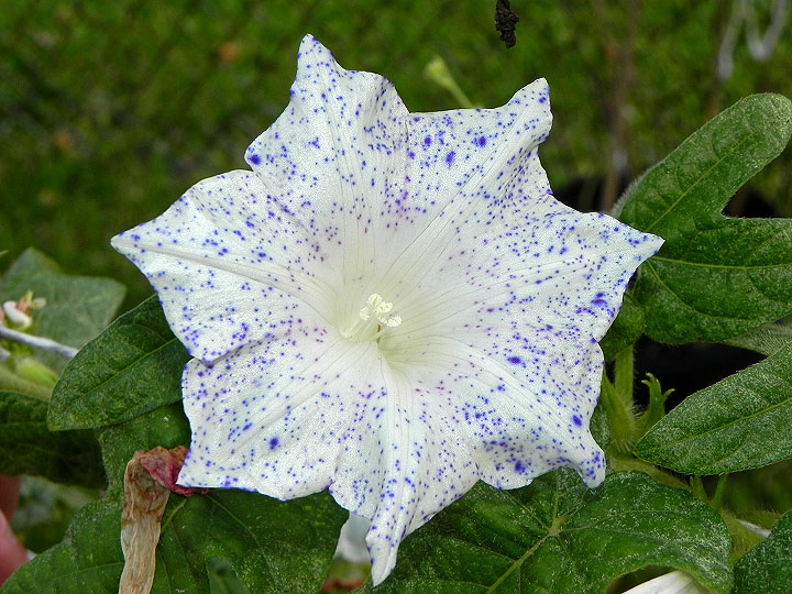 dscn0998