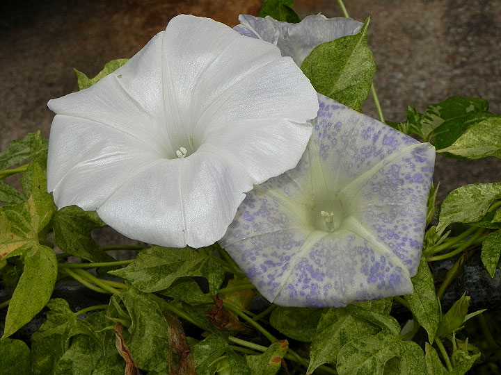 dscn2618