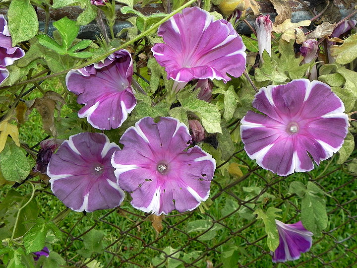 dscn2700
