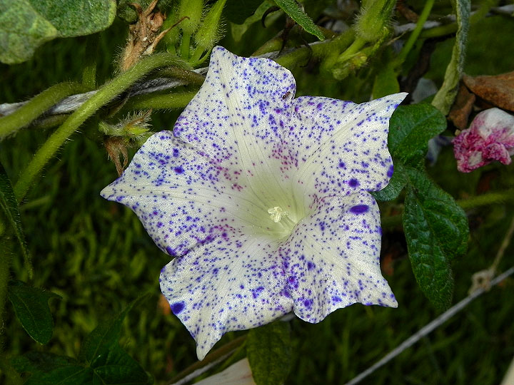 dscn3388