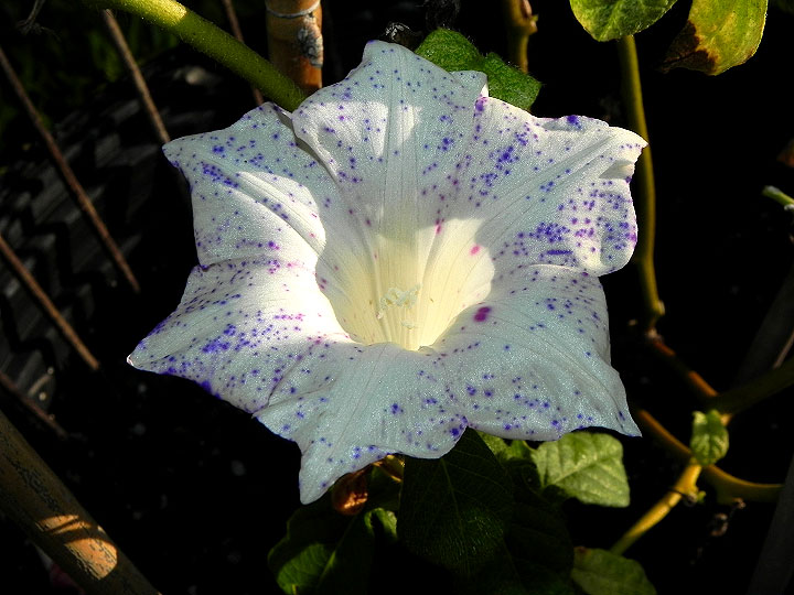 dscn3529