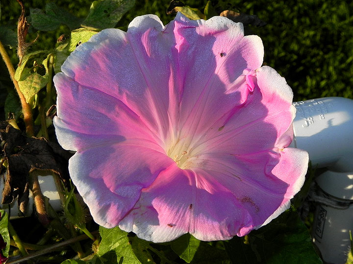 dscn3806