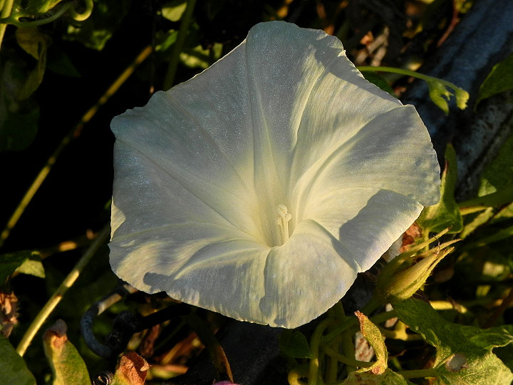 dscn4129