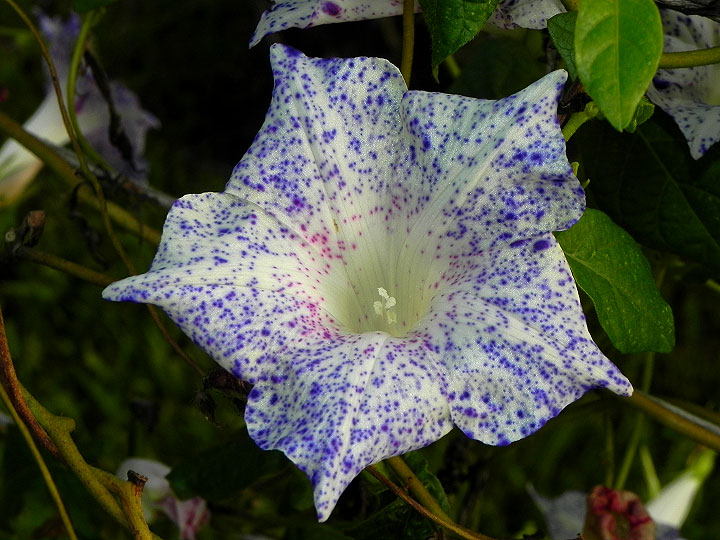 dscn5075