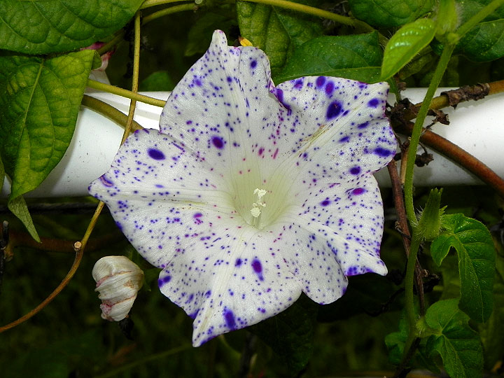 dscn5218
