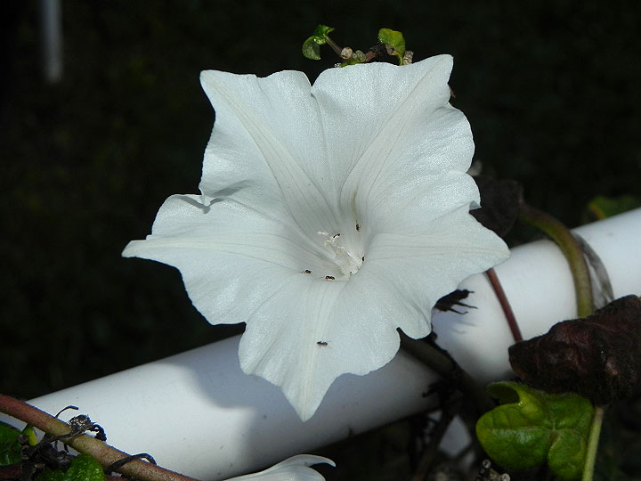 dscn6083_01