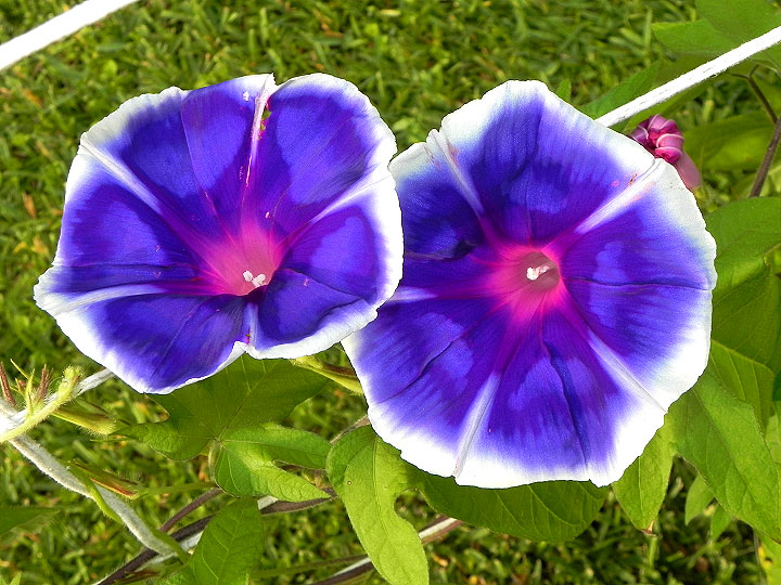 dscn6620