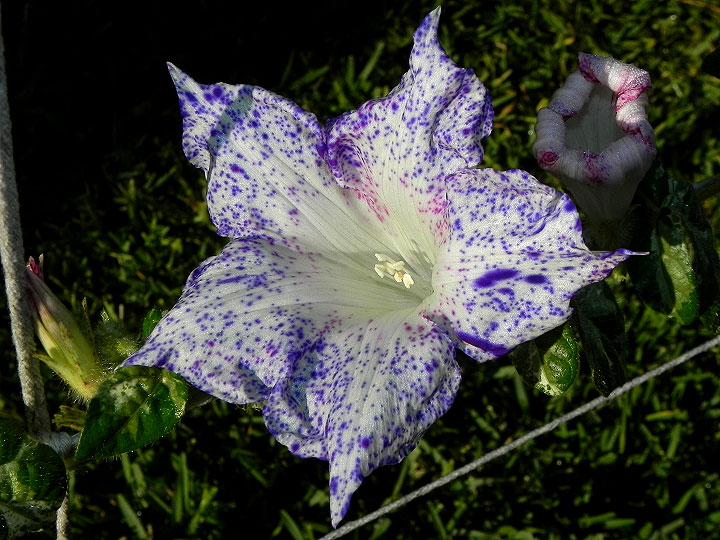 dscn7030
