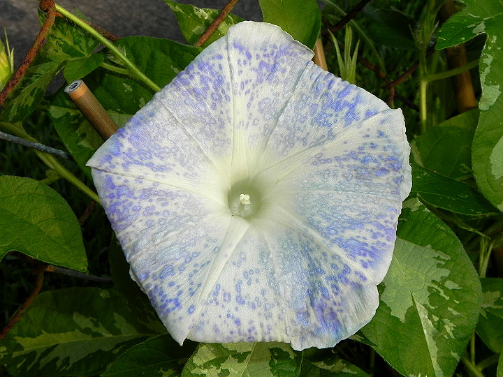 dscn7216