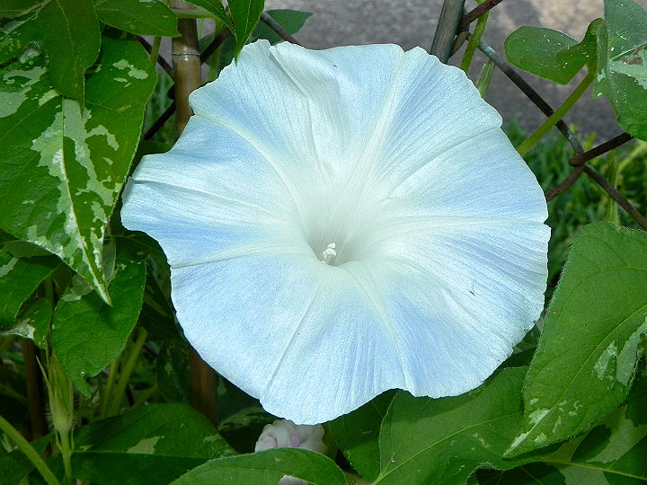 dscn7217