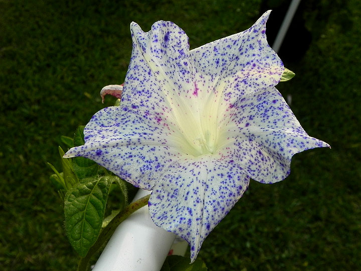 dscn7667